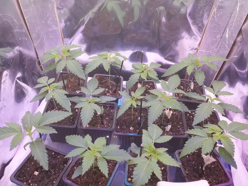 High Society, Фасовка: 5, изображение 5